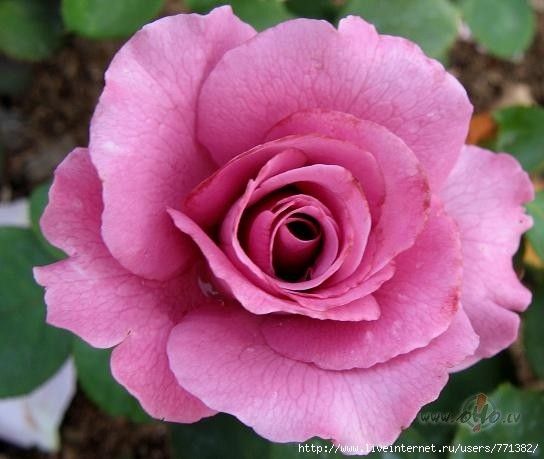 ��sdienas jubil�ri,daudz laimes Jums visiem,m�lest�bu,prieku un k�du ...