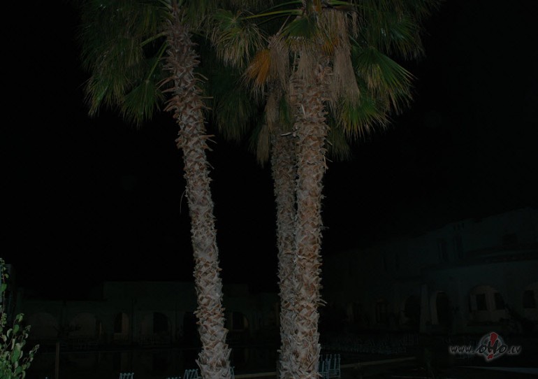 palmas nakt