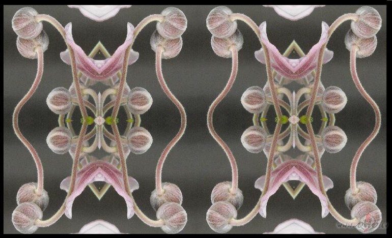 Kaisl�bu dr�ma /2.turpin�jums /