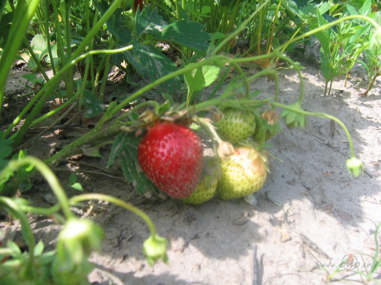 ...�ovakar sevi piem�n�ji...:)No r�ta izc�lu no sald�tavas,kast�ti ar ...