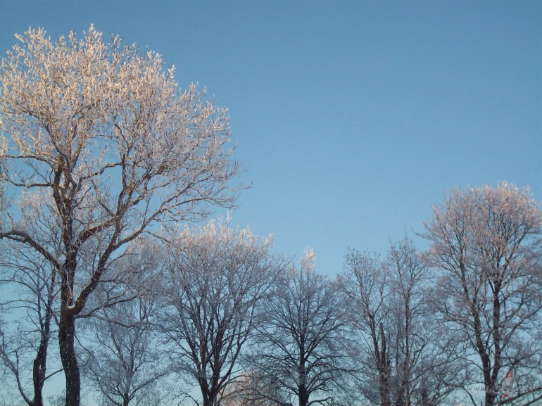 �� ziema izce�as ar stabilu aukstumu,kam v�rojama tendence ...