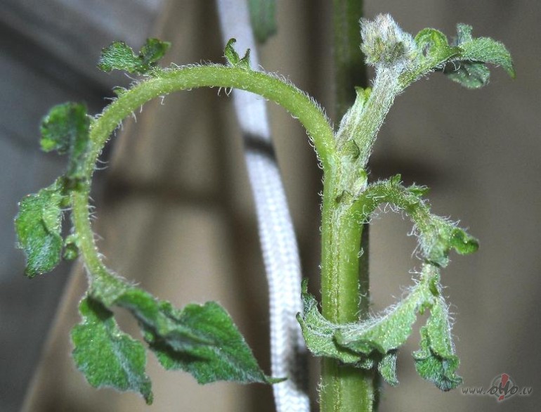 Jaunumi kartupe�a dz�v�