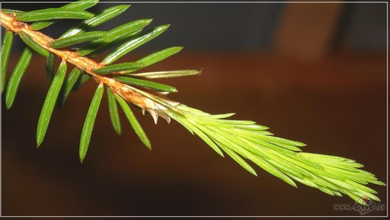 Egles zara gal�...