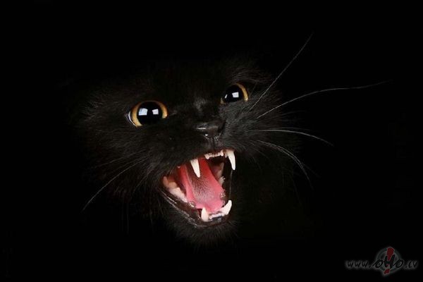 35 Truly Dramatic Examples of Animal Photography