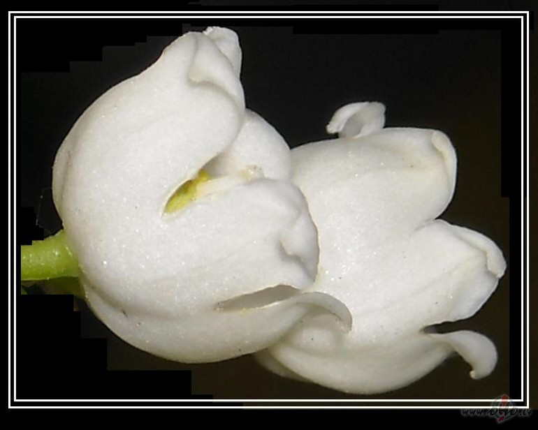 kad tu neb�si �eit