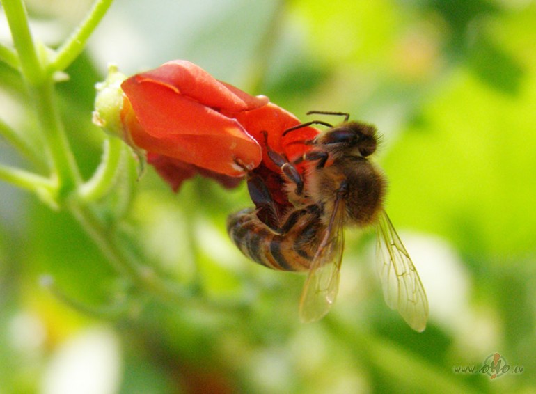 Saildisim dveseles???    Peter Gabriel