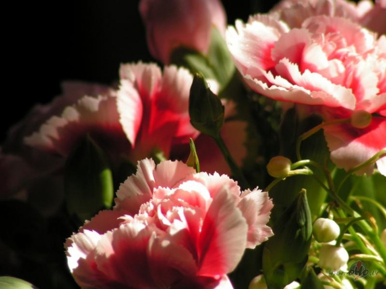 tev nebija bailes...