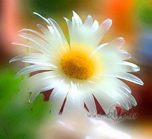 Laid savas domas visam p�ri,K� mazu smalku akmenti�uKas saules ...