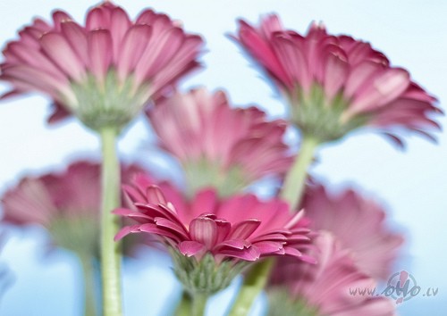 SVEICIENS VISIEM NO Closing_Time.... (((: