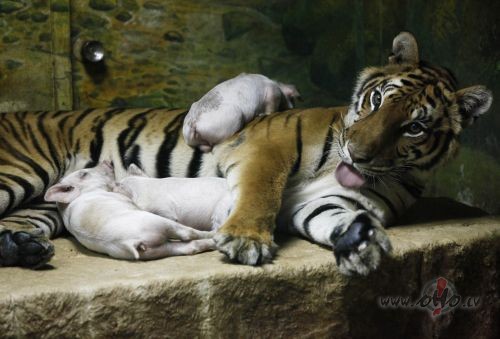 Asto�us gadus jaun� t��eriene Sai Mai adopt�jusi siv�nus Srira�as ...