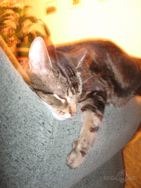 ...no ka�u dz�ves...