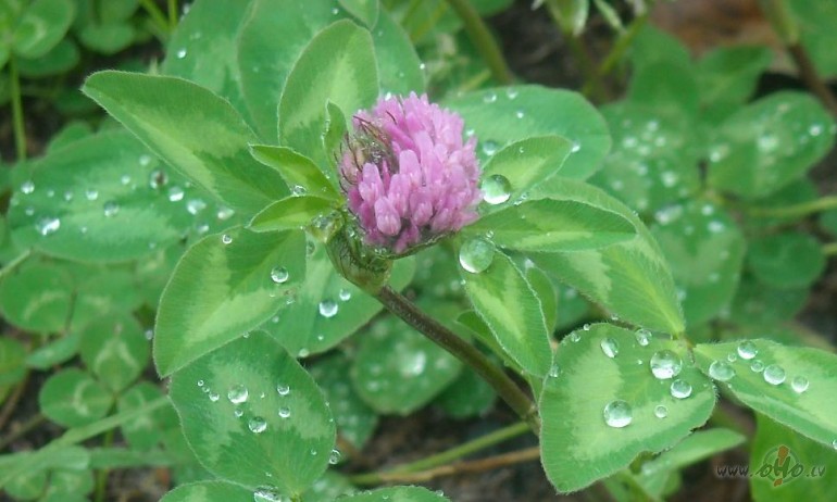 Tautas dziesmas atst�st�jums