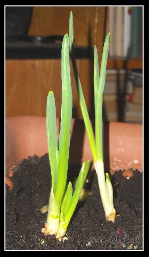 Dr�z jau b�s �dami:)