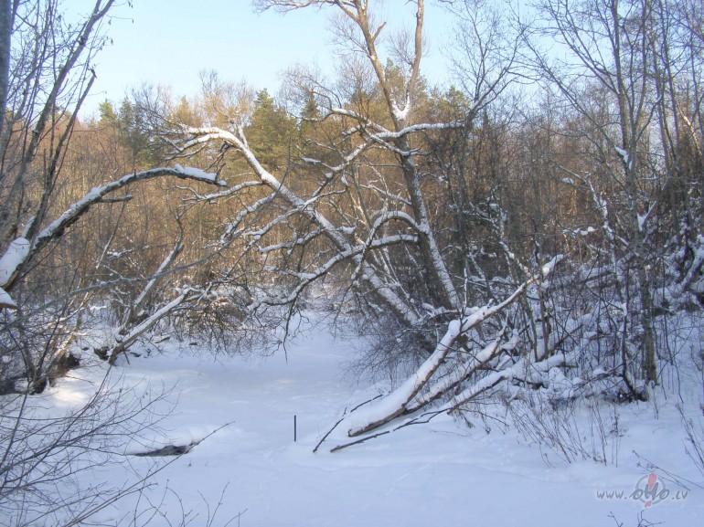 7. februris.
Dienas iet, bet ziema paliek savs pozcijs un pat ...