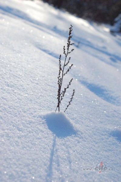 It visiem �aj� pasaul�ir vajadz�gs k�ds v�rdi�� labsvai sniegi ...