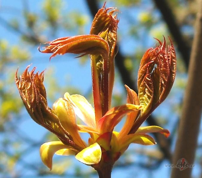 Tr�sgalvu p��is