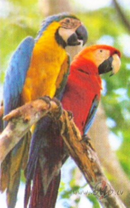 PELEEKS RIITS -PELEEKS VISS........