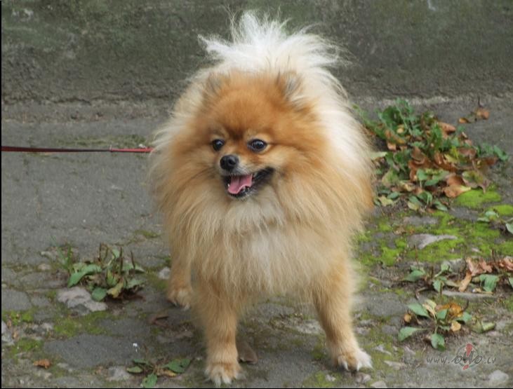 Smaid�tis vai Smaid�te