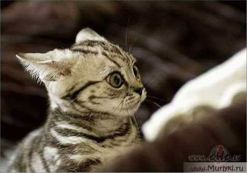 Nu taa neko...