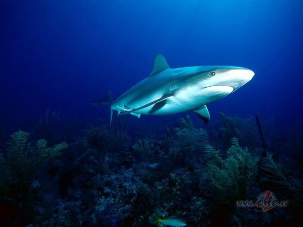 Turpinam vakaru , rits talu!!