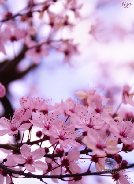 Es ie�u Tav�s p�d�s l�nikur maz�k sniega,vair�k prieka,kur nepiebirs ...