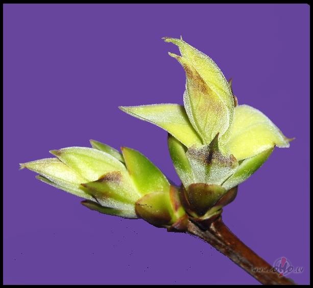 Pavasara smar�� reibstu