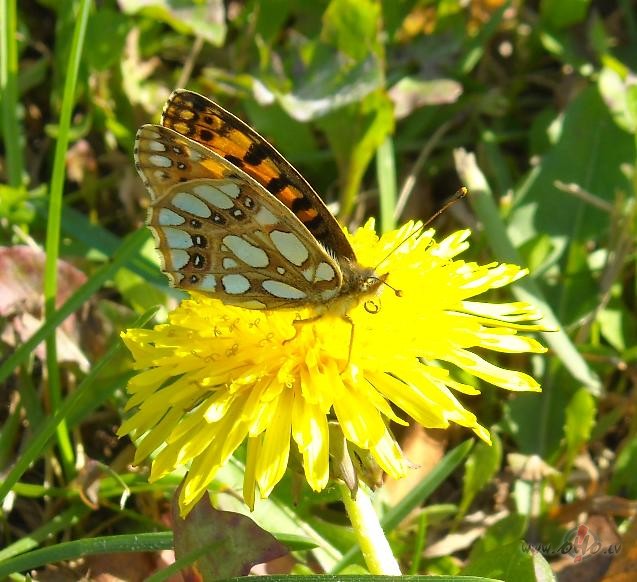 Ne��l�gais valsis