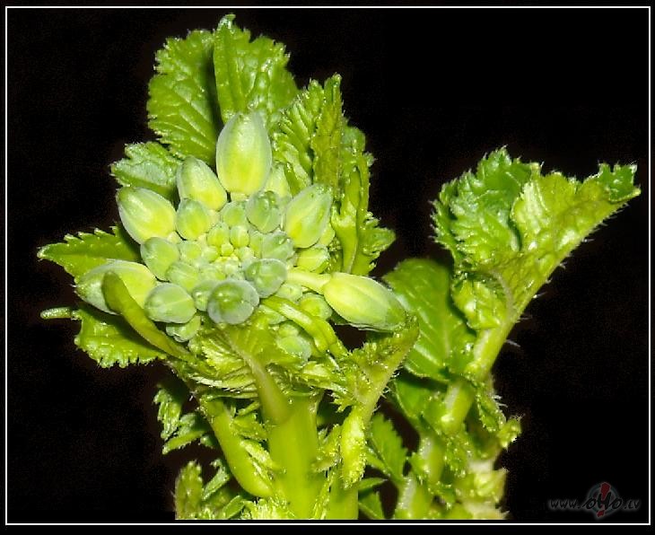 Burv�gais red�sa zieds