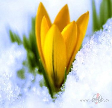 Pa pe���m �odien priec�gs l�k�k�ds saulesza��ns nenopietnstam vis�s ...