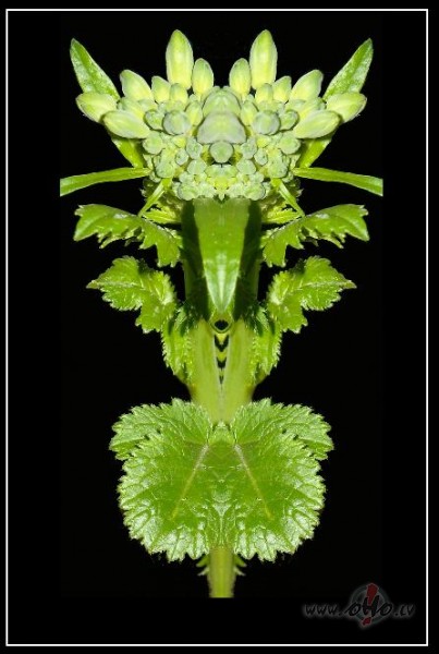 Red�slakstu m�ksla