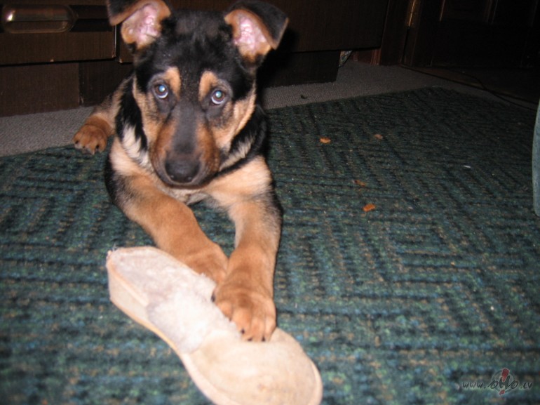 ...kad m�j�s kuc�ns...