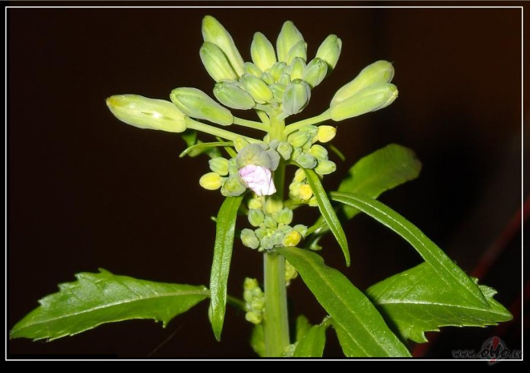 J�! Un v�lreiz J�! Tas s�k zied�t!