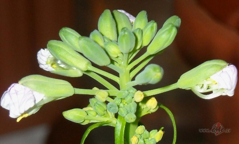 Red�ss �or�t:)