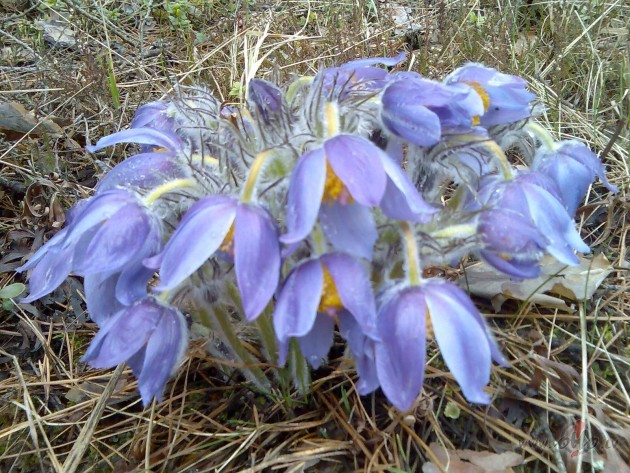 KAADS SKAISTS RIITS.....