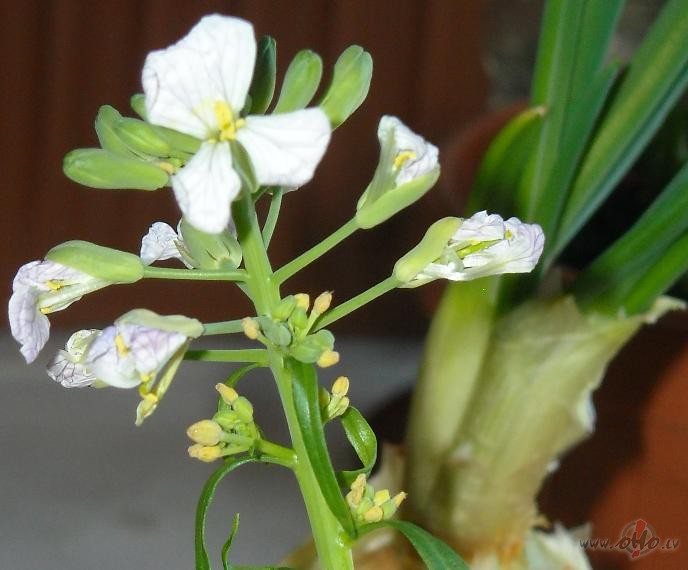 Red�ss pilnos ziedos!