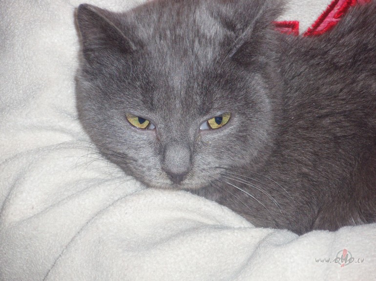 Zil� Princese:)