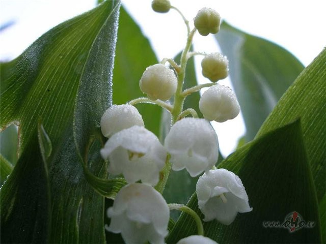 Jums & Jums & jums !!!