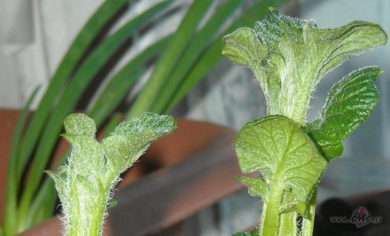 Kartupe�i lepni aug:)