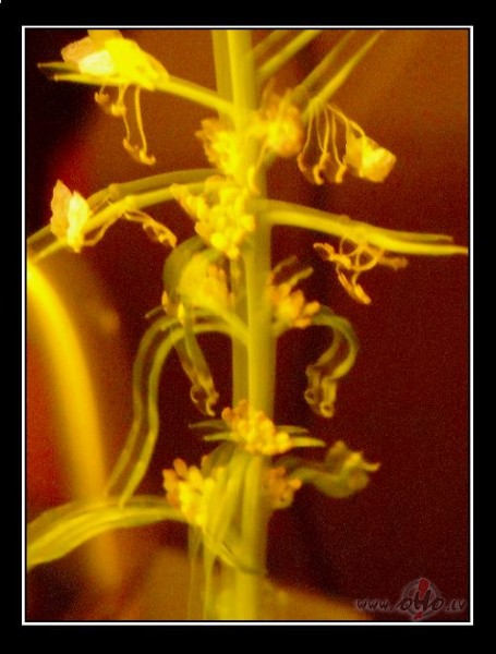 �onakt  neb�s �ausmene:)