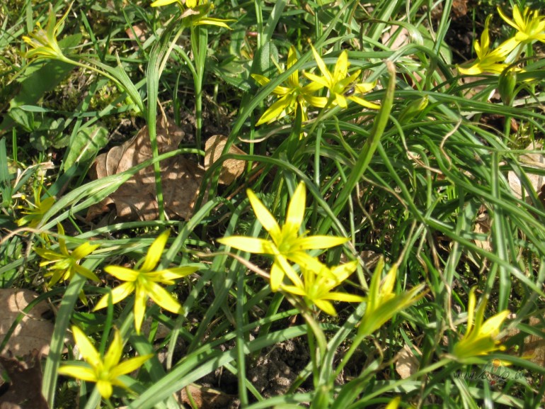 ...gaid�j�m ...gaid�j�m...Vai tie��m sagaid�j�m???