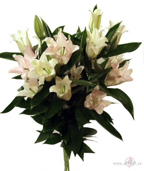 PRIECIIGU JUMS DIENU, DAAMAS!