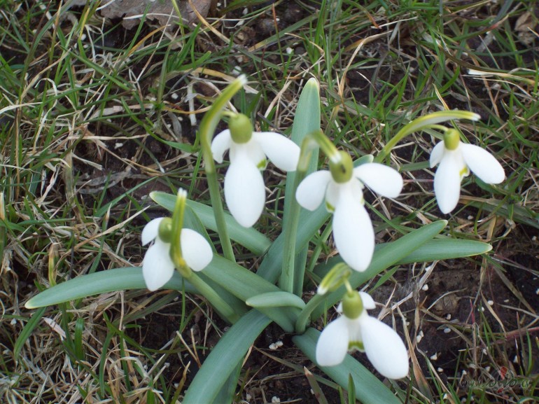 T� nu tas ir-pavasaris.:)Bet uz darbu j�iet,neskatoties uz to,ka ...