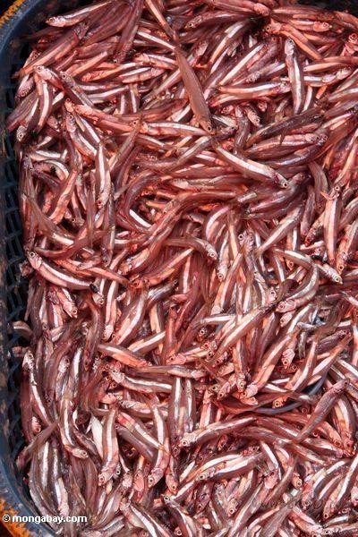 speshallii Debram...