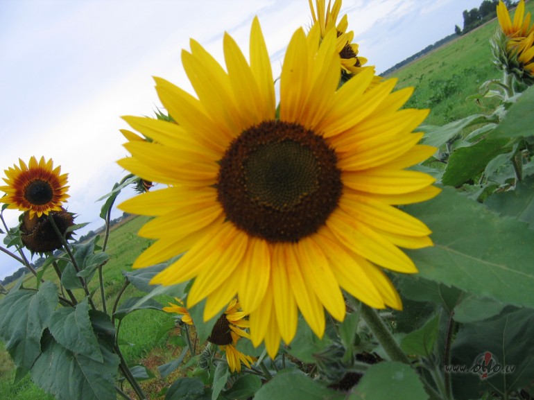 ...kad r�ts drusku skum�gs...