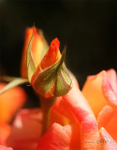 Sarun� man �odien sauli,vienk�r�i,lai atn�k t� mazliet,uzsp�d cauri ...