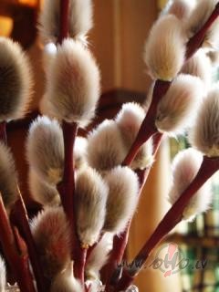 &nbsp;&nbsp;&nbsp; Sveicu visus P�polu svetdien�, nov�lu b�t ...