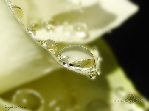 Tu jau zini,ka man pat�k,balt�s p�r�u virtenesmaigi skati,roz� ...