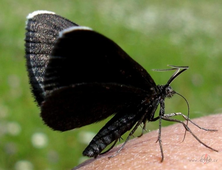 ATCERIETIES, TIE KAM TAURINI VEEDERAA!