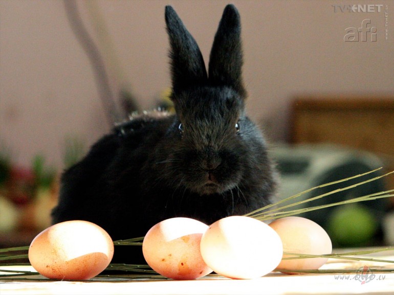 Es t� klusi��m padauz��os:))Labr�t, za�iem ar ol� un bez ol�m:))Van ...