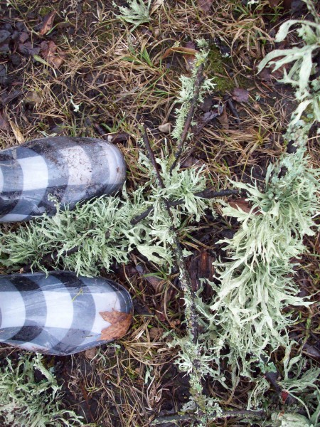 Pel�kaj� dien� iez�m�j�s ar� da�i r�taini,da�i ...